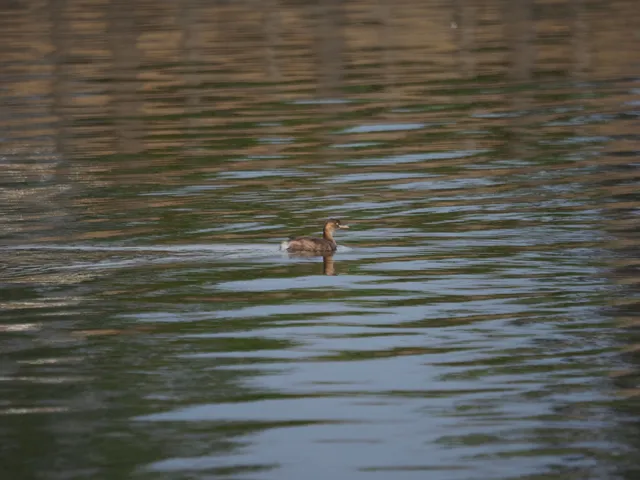 Species Image