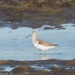 Species Image