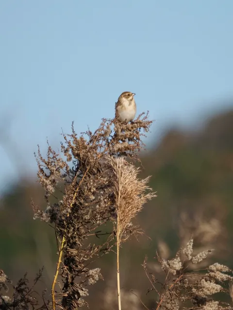 Species Image