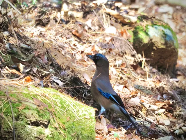 Species Image