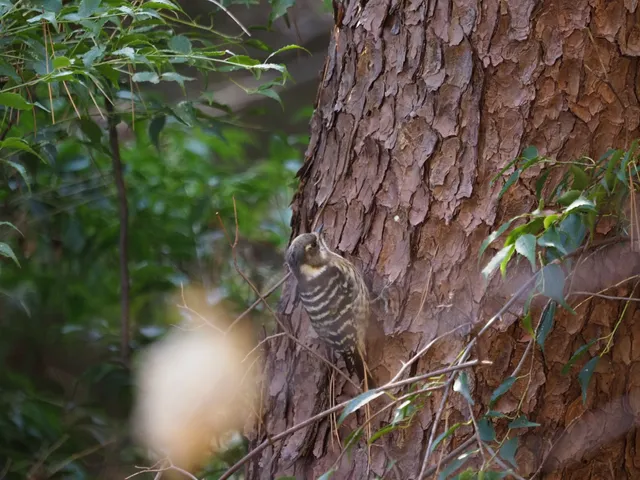 Species Image
