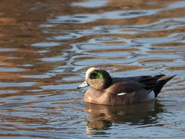 Species Image