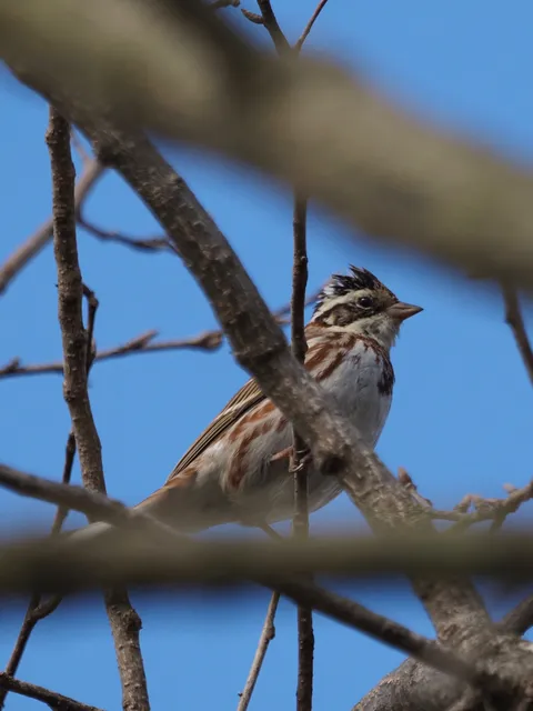 Species Image
