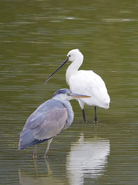 Species Image