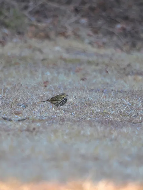 Species Image