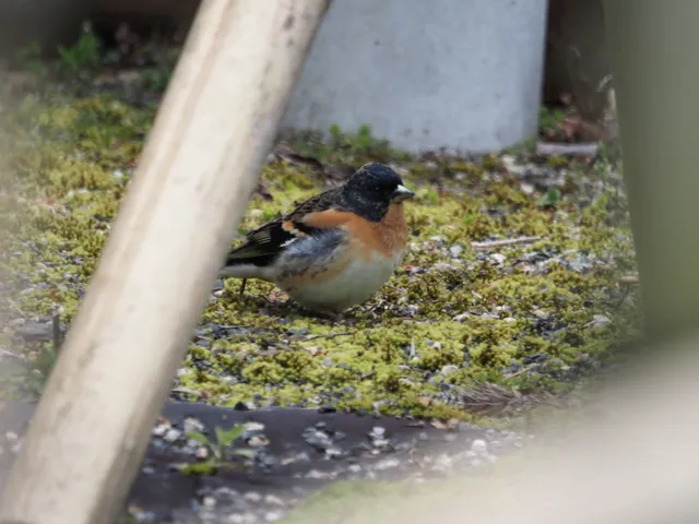 Species Image