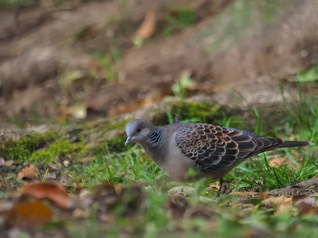 Species Image