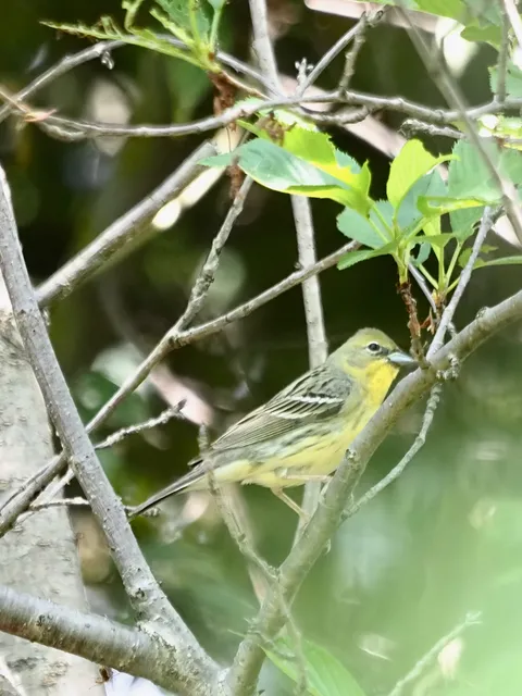 Species Image