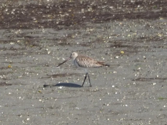 Species Image