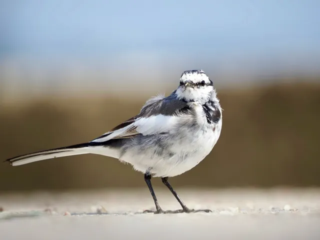 Species Image