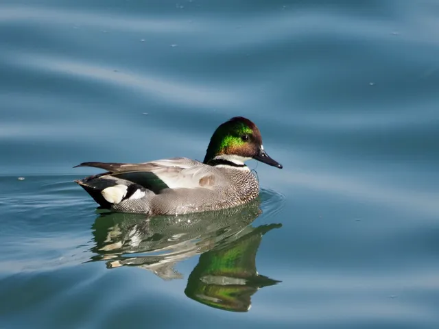 Species Image