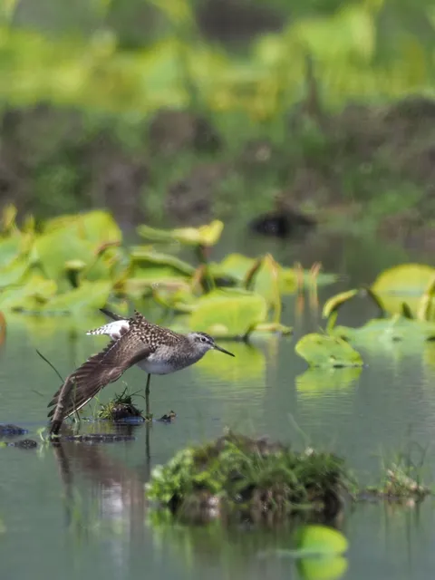 Species Image