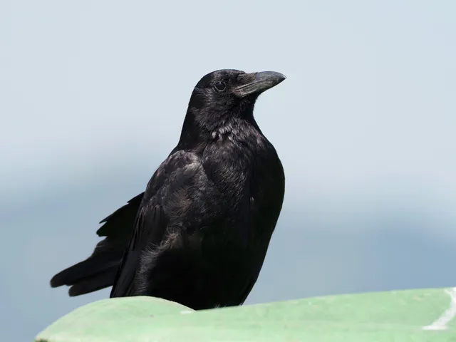 Species Image