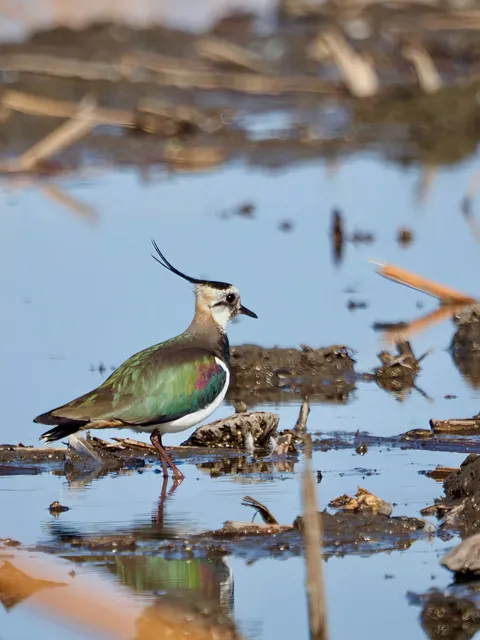 Species Image