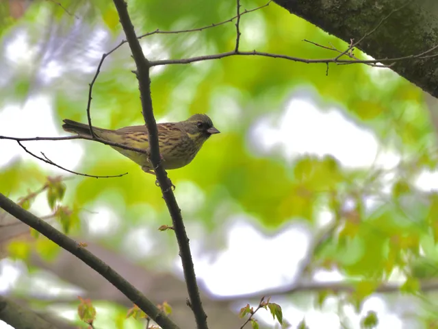 Species Image