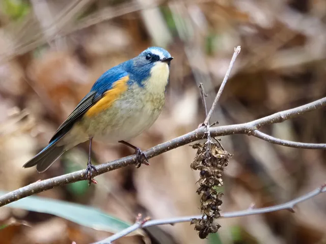 Species Image