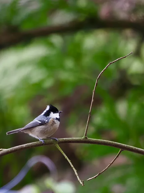 Species Image
