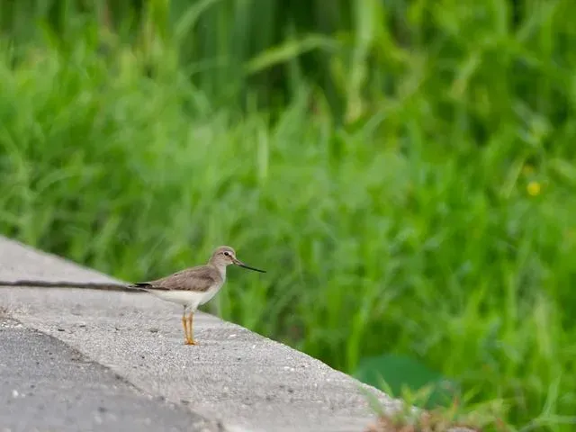 Species Image