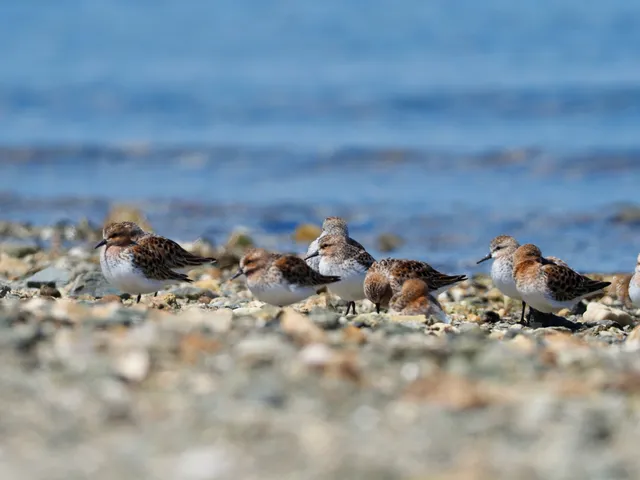 Species Image