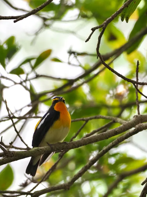 Species Image