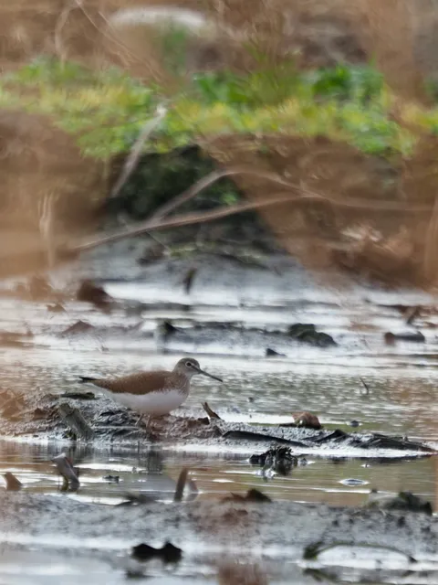 Species Image