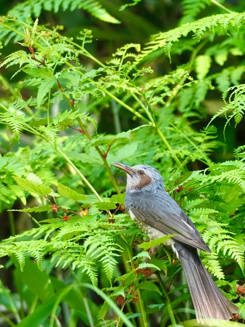 野鳥の写真