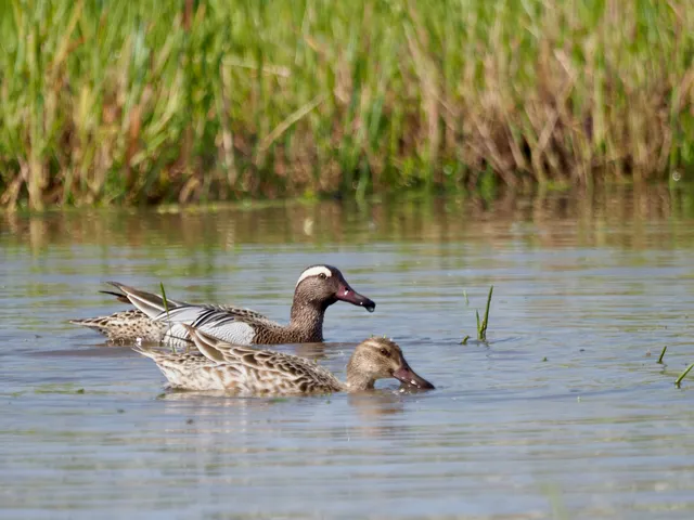 Species Image