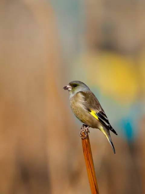 Species Image