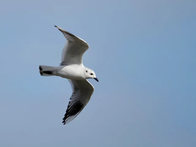 Species Image
