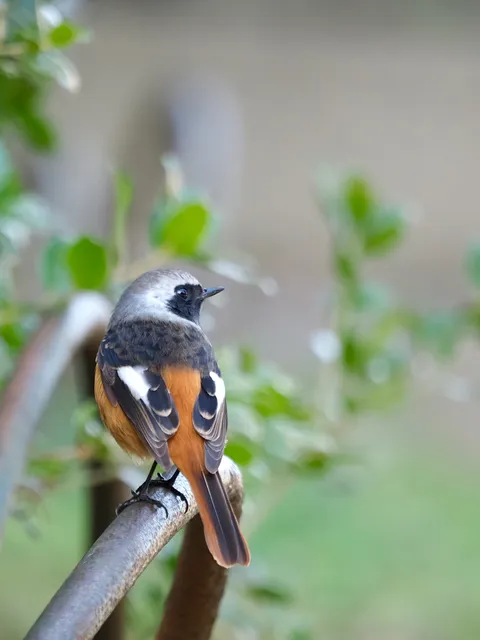 Species Image