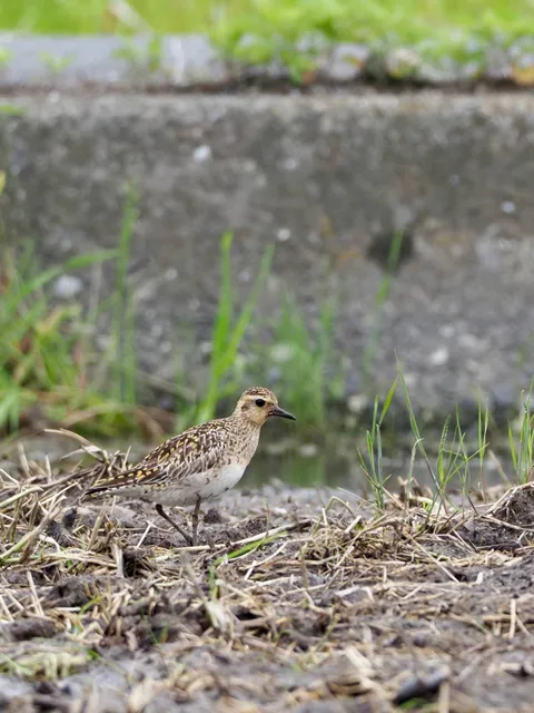 Species Image