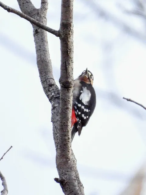 Species Image