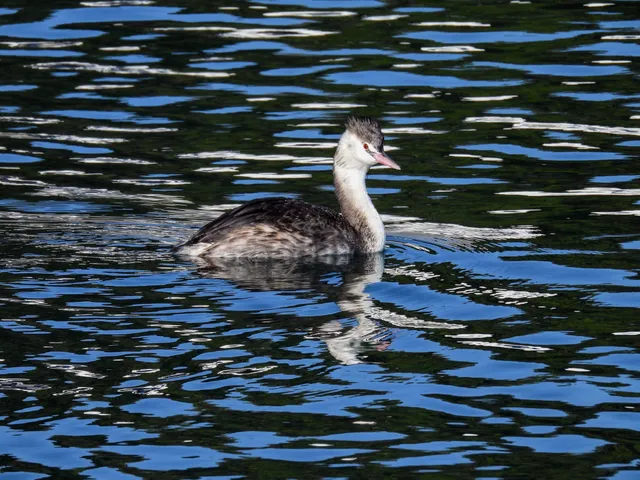 Species Image