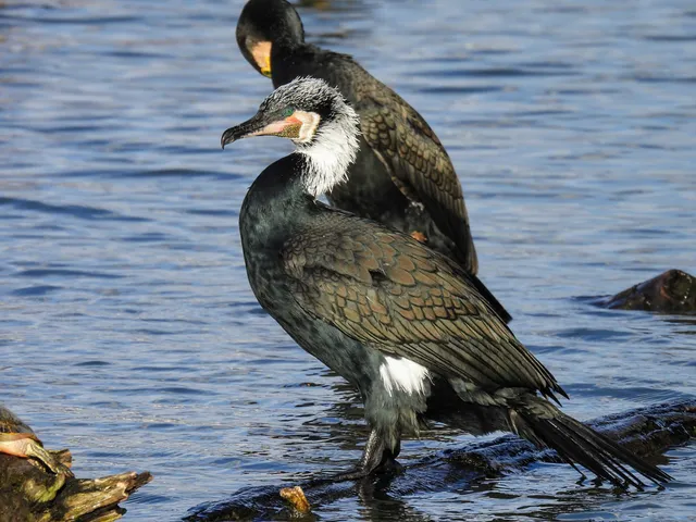 Species Image