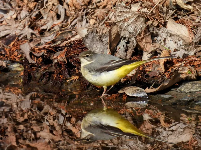 Species Image