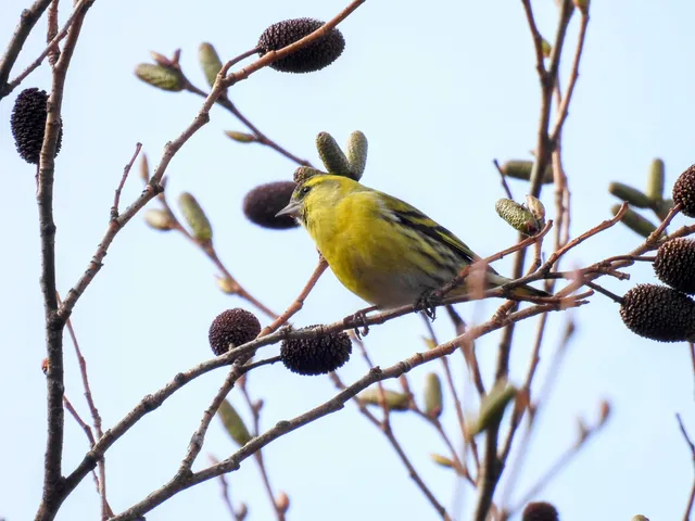 Species Image