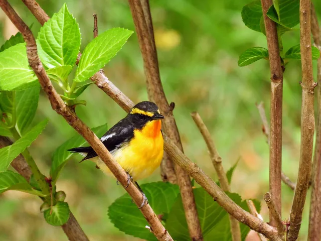 Species Image