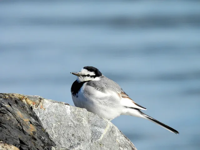 Species Image