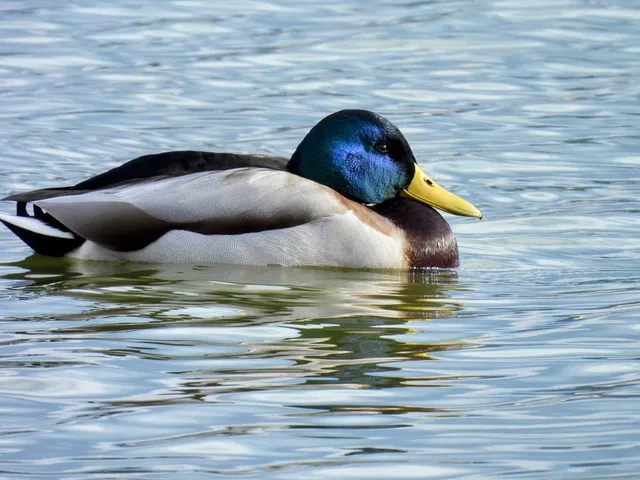 Species Image