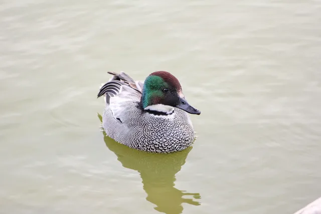 Species Image