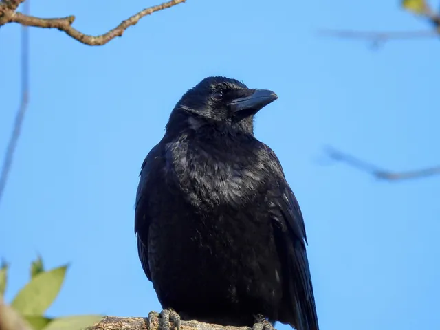 Species Image