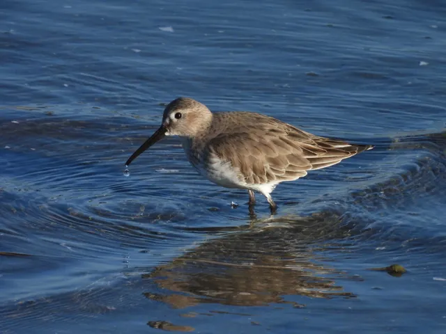 Species Image