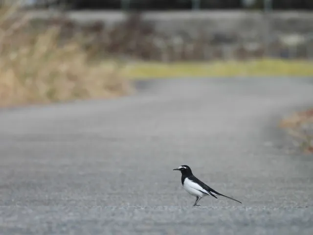 Species Image