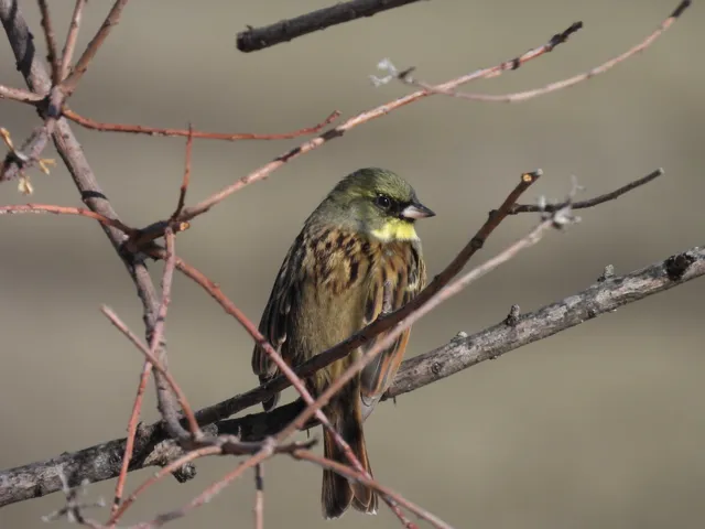 Species Image