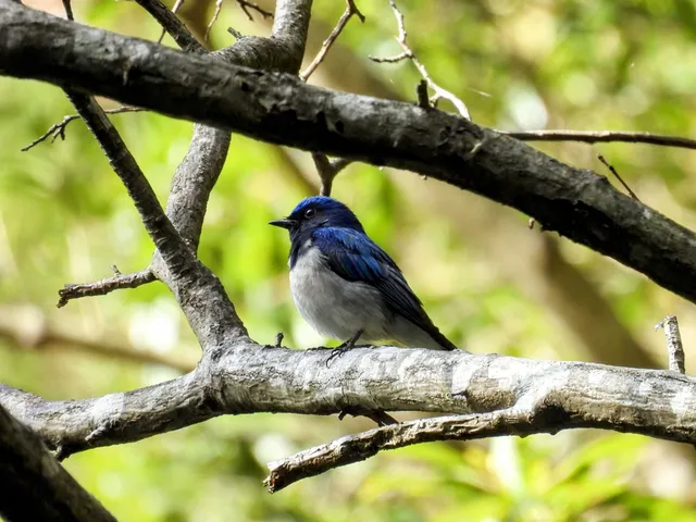 Species Image