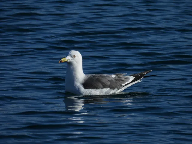 Species Image