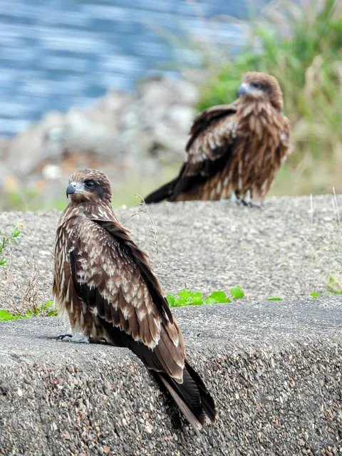 Species Image