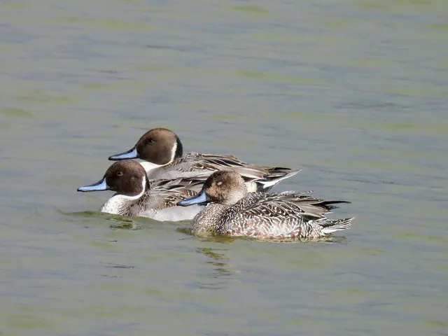 Species Image