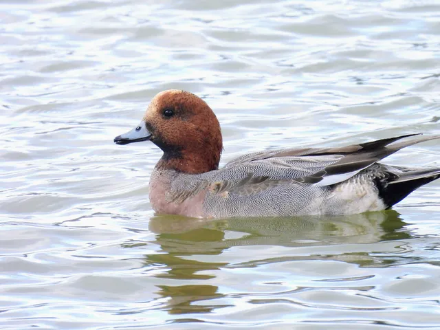 Species Image