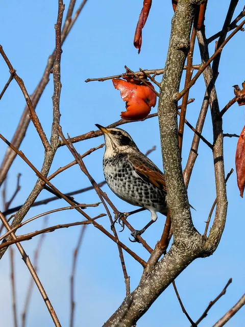 Species Image